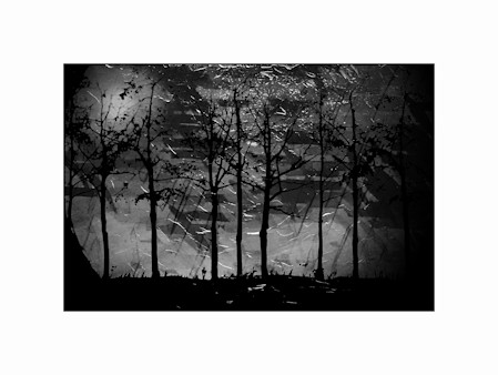 Nature, Outdoors, Plant, Silhouette, Tree, Tree Trunk, Vegetation, Weather